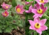 Kép 1/2 - Pulsatilla vulgaris Rose Bells / Tavaszi kökörcsin