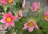 Kép 2/2 - Pulsatilla vulgaris Rose Bells / Tavaszi kökörcsin