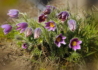 Kép 1/4 - Pulsatilla vulgaris Violet Bells / Tavaszi kökörcsin