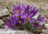 Kép 2/4 - Pulsatilla vulgaris Violet Bells / Tavaszi kökörcsin