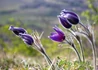 Kép 3/4 - Pulsatilla vulgaris Violet Bells / Tavaszi kökörcsin