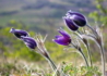 Kép 3/4 - Pulsatilla vulgaris Violet Bells / Tavaszi kökörcsin