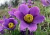 Kép 4/4 - Pulsatilla vulgaris Violet Bells / Tavaszi kökörcsin