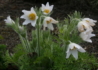 Kép 2/2 - Pulsatilla vulgaris White Bells / Tavaszi kökörcsin