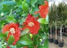 Kép 1/3 - Punica granatum Acco / Termő gránátalma