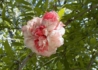 Kép 3/3 - Punica granatum Legrelliae / Cirmos virágú gránátalma