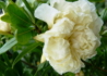 Kép 1/2 - Punica granatum Luteum Plenum / Krémfehér virágú gránátalma