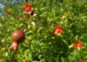 Kép 2/4 - Punica granatum Nana Gracilissima / Törpe gránátalma (termő)