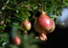 Kép 3/4 - Punica granatum Nana Gracilissima / Törpe gránátalma (termő)