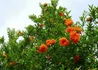Kép 2/3 - Punica granatum Pleniflora / Dísz gránátalma