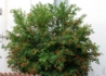 Kép 3/3 - Punica granatum Pleniflora / Dísz gránátalma