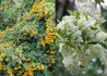 Kép 2/2 - Pyracantha Golden Charmer / Tűztövis aranysárga