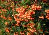 Kép 1/4 - Pyracantha Orange Glow / Tűztövis narancsvörös