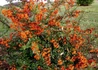 Kép 2/4 - Pyracantha Orange Glow / Tűztövis narancsvörös