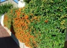 Kép 4/4 - Pyracantha Orange Glow / Tűztövis narancsvörös