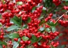 Kép 1/4 - Pyracantha Red Column / Tűztövis piros