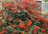 Kép 2/4 - Pyracantha Red Column / Tűztövis piros