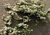 Kép 3/4 - Pyracantha Red Column / Tűztövis piros
