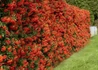 Kép 4/4 - Pyracantha Red Column / Tűztövis piros