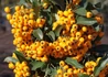 Kép 1/4 - Pyracantha Soleil d Or / Tűztövis citromsárga