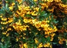 Kép 2/4 - Pyracantha Soleil d Or / Tűztövis citromsárga
