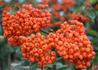 Kép 1/4 - Pyracantha Teton / Tűztövis narancssárga