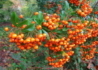 Kép 2/4 - Pyracantha Teton / Tűztövis narancssárga