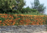 Kép 4/4 - Pyracantha Teton / Tűztövis narancssárga
