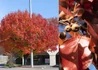 Kép 2/2 - Pyrus calleryana Autumn Blaze / Kínai díszkörte