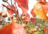 Kép 2/3 - Pyrus calleryana Chanticleer / Kínai díszkörte