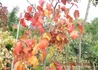 Kép 3/3 - Pyrus calleryana Chanticleer / Kínai díszkörte