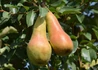 Kép 1/2 - Pyrus communis Abate fetel / Abate fétel körte