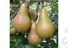 Kép 2/2 - Pyrus communis Abate fetel / Abate fétel körte