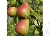 Kép 1/2 - Pyrus communis Avranchesi jó Lujza / Avranchesi jó Lujza körte