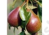 Kép 2/2 - Pyrus communis Avranchesi jó Lujza / Avranchesi jó Lujza körte