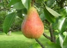 Kép 3/3 - Pyrus communis Clapp s Favorite Pear / Clapp kedveltje körte