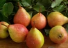 Kép 1/3 - Pyrus communis Clapp's Favorite Pear / Clapp kedveltje körte
