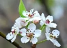 Kép 2/3 - Pyrus communis Clapp s Favorite Pear / Clapp kedveltje körte