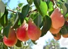 Kép 1/2 - Pyrus communis Mirandino Rosso / Mirandino Rosso körte