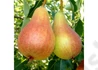 Kép 2/2 - Pyrus communis Mirandino Rosso / Mirandino Rosso körte