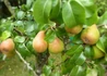 Kép 1/3 - Pyrus communis Nagy szegfű / Nagy szegfű körte