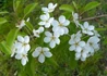 Kép 2/3 - Pyrus communis Nagy szegfű / Nagy szegfű körte