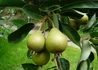 Kép 3/3 - Pyrus communis Nagy szegfű / Nagy szegfű körte