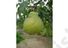 Kép 2/2 - Pyrus communis Nemes krasszán / Nemes krasszán körte