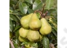 Kép 1/3 - Pyrus communis Packham's Triumph / Packham's Triumph körte