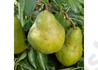 Kép 2/3 - Pyrus communis Packham's Triumph / Packham's Triumph körte