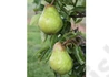Kép 3/3 - Pyrus communis Packham's Triumph / Packham's Triumph körte