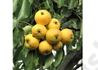 Kép 2/3 - Pyrus communis Arabitka / Arabitka körte