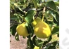 Kép 3/3 - Pyrus communis Arabitka / Arabitka körte