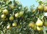 Kép 2/2 - Pyrus communis ilonka / Ilonka körte